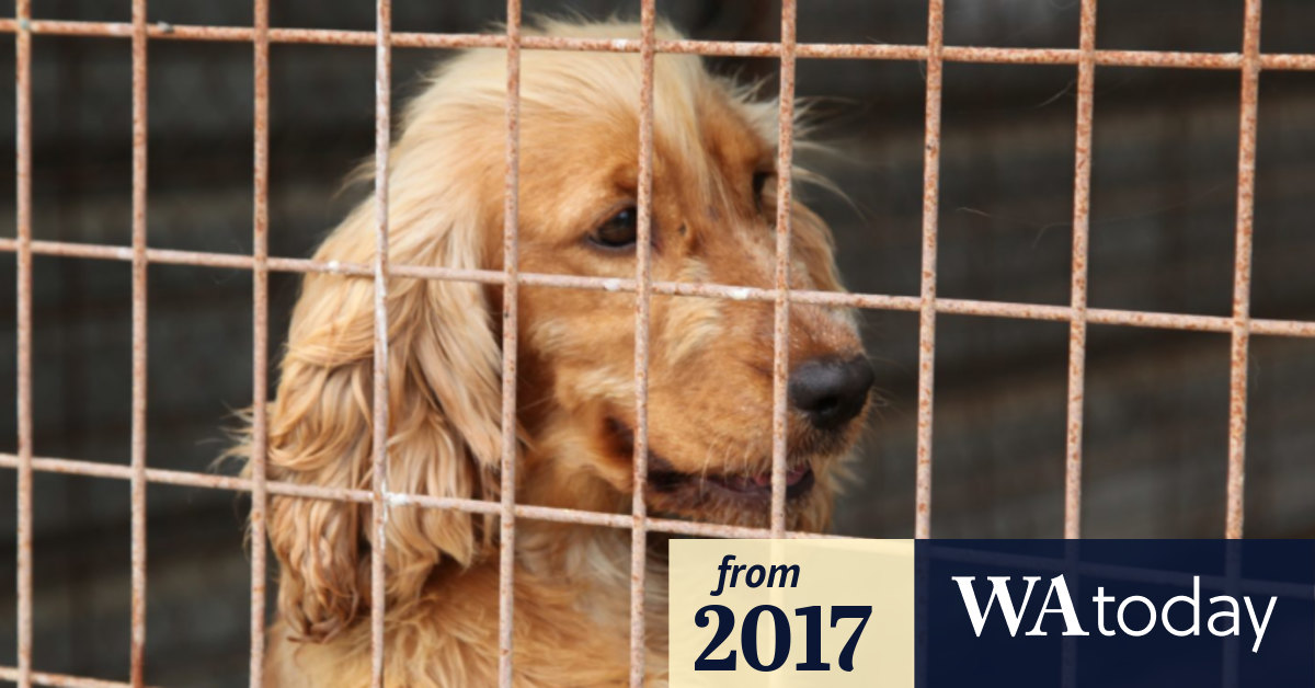 WA government moves to stop cruel puppy farming